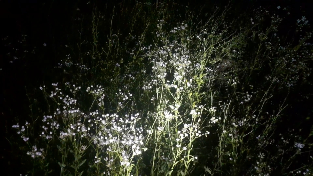 Still from the work by Isabella Pers