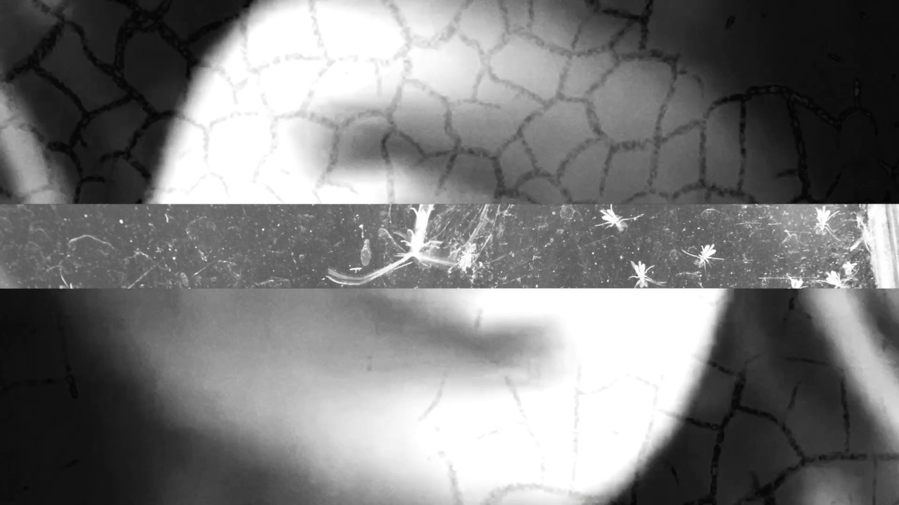 Still from the work by zona|disforme